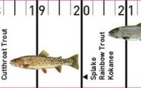 wyoming law release ruler with fish