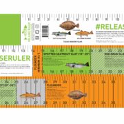 The Texas Inshore Slam Release Ruler | Release Ruler