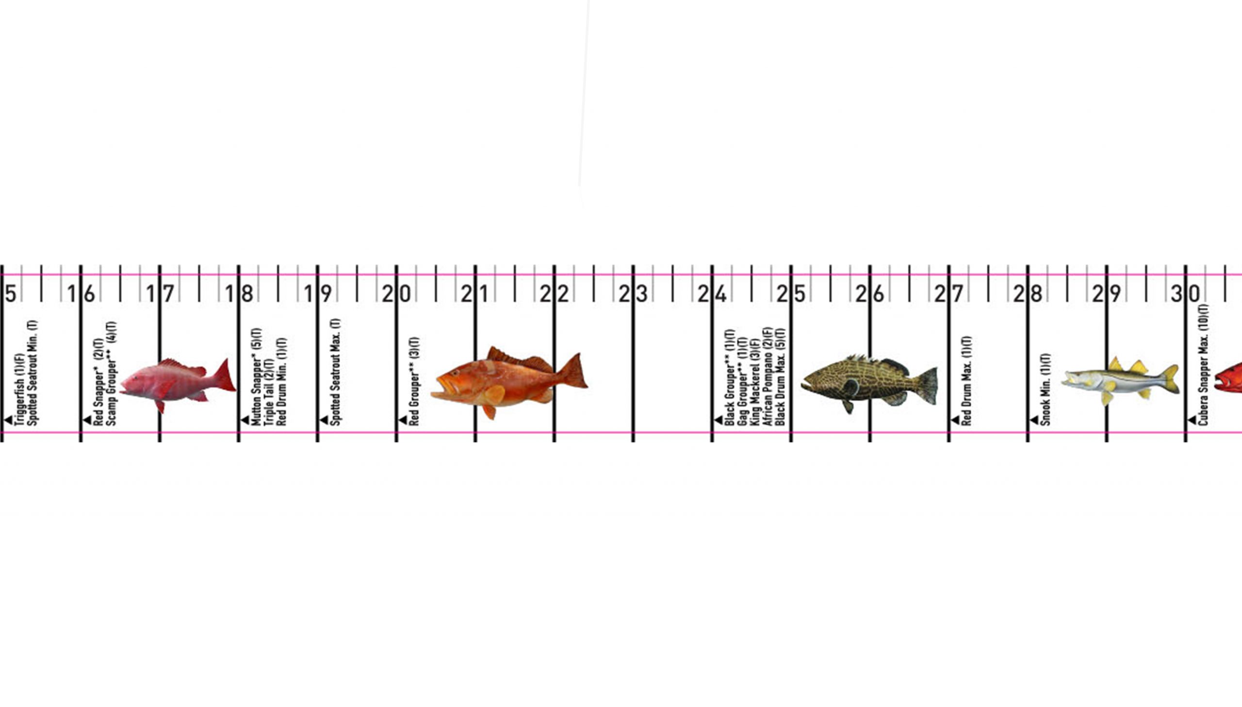 Florida Fish Regulations Ruler - Gulf Edition - Decal